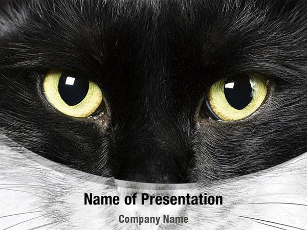 black-cat-powerpoint-templates-black-cat-powerpoint-backgrounds