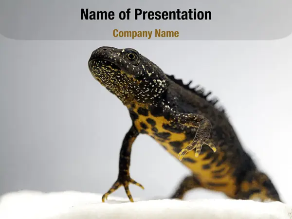 Crested Newt PowerPoint Template