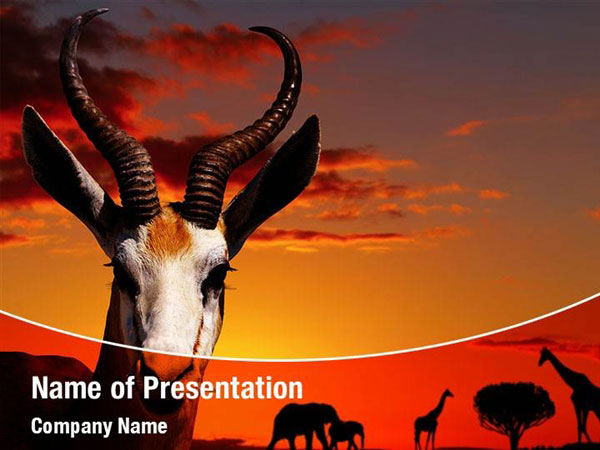 African Animals PowerPoint Templates - African Animals PowerPoint  Backgrounds, Templates for PowerPoint, Presentation Templates, PowerPoint  Themes